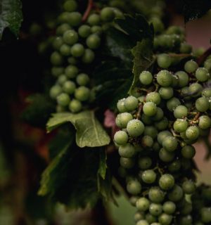 grapes-to-wine.jpg